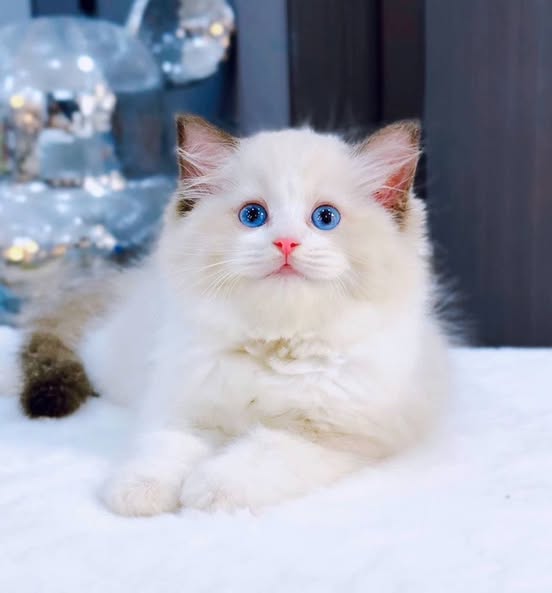 Ragdoll