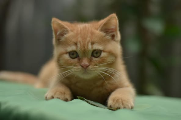 British Shorthair