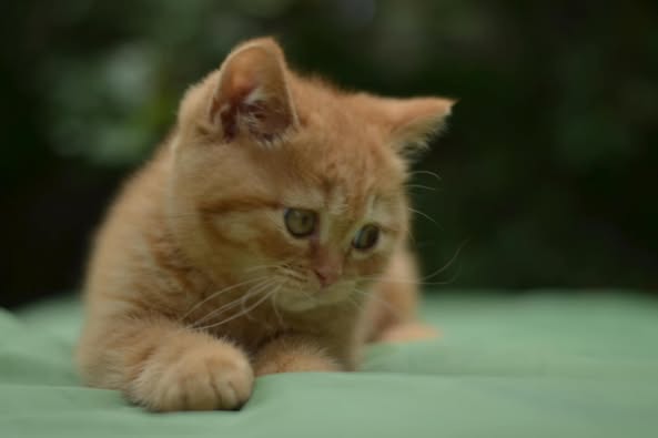 British Shorthair