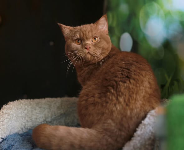 British Shorthair