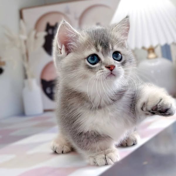 Munchkin