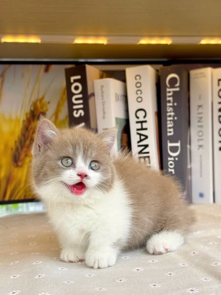 Munchkin