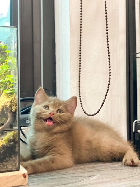 British Shorthair