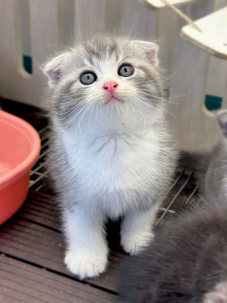 Scottish Fold