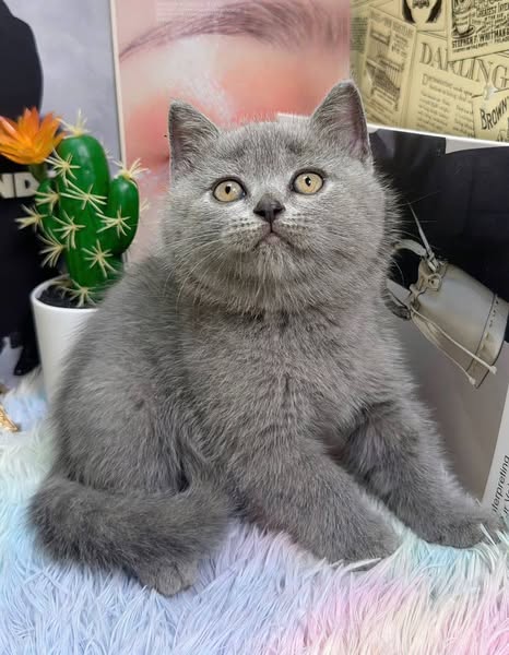 British Shorthair