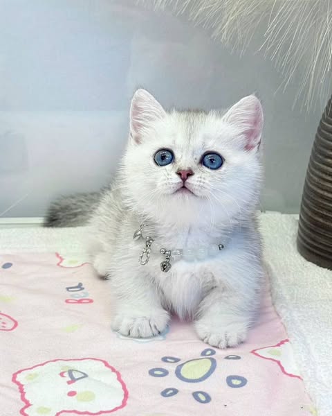 Munchkin