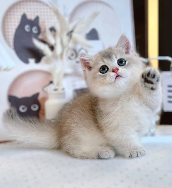Munchkin