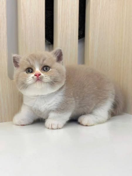 Munchkin