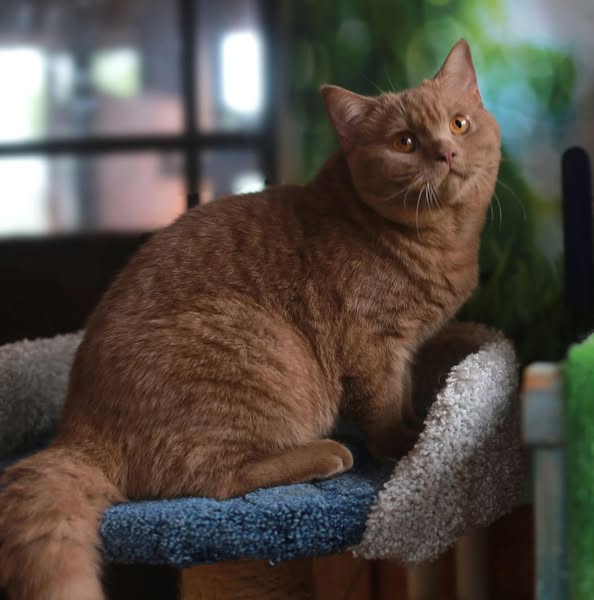 British Shorthair