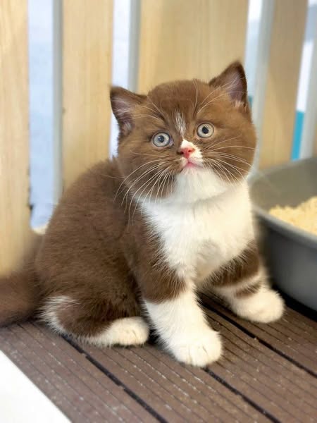 British Shorthair