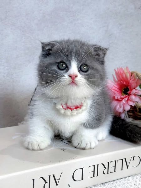 Munchkin Fold