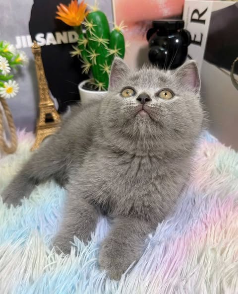 British Shorthair