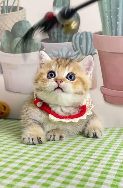 Munchkin