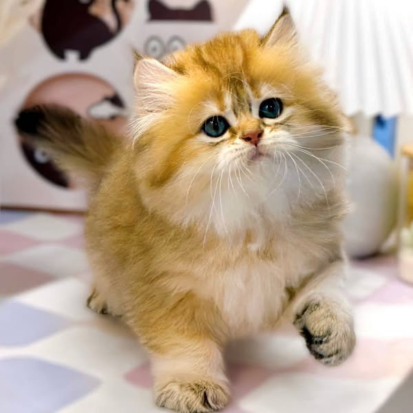 British Longhair