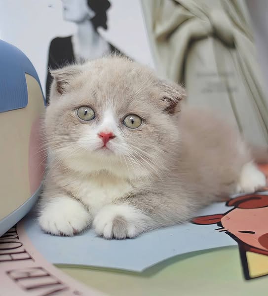 Munchkin Fold