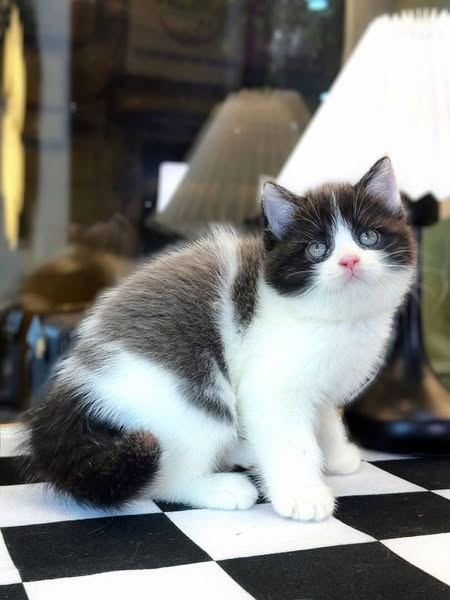 British Shorthair