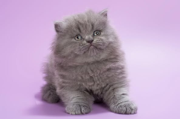 British Longhair