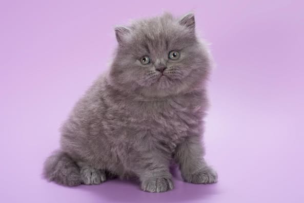 British Longhair