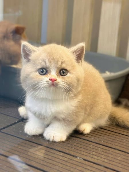 Munchkin