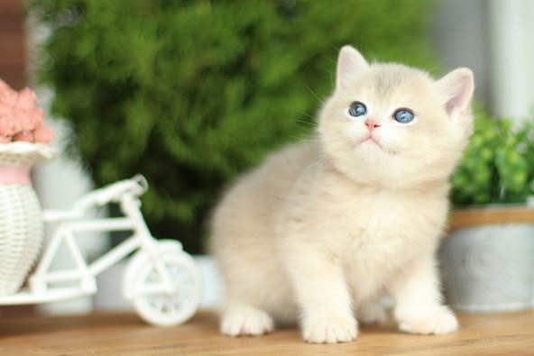 British Shorthair