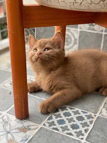 British Shorthair