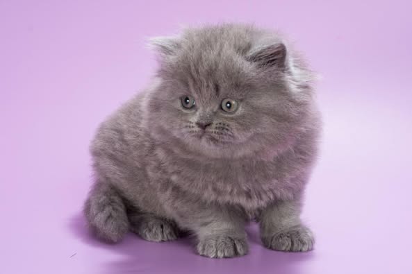 British Longhair