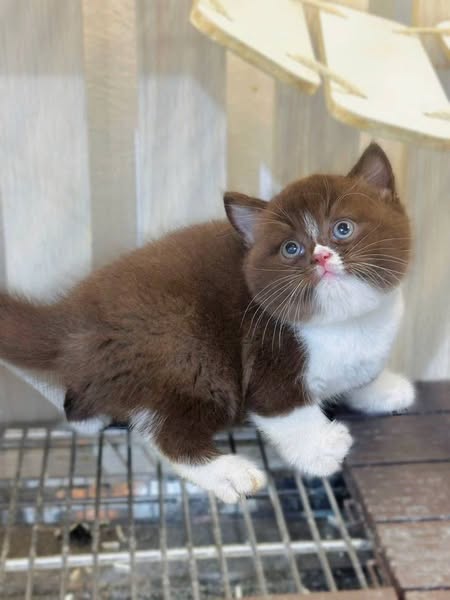 British Shorthair
