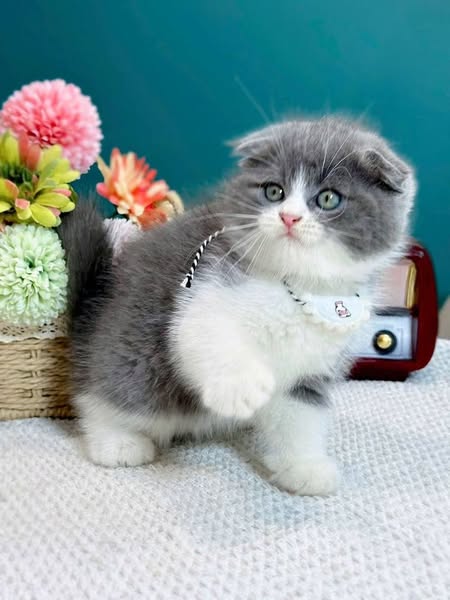 Scottish Fold