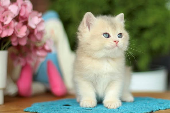 British Shorthair
