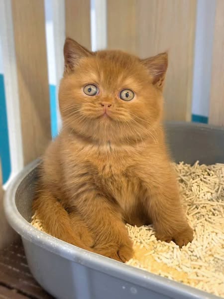 British Shorthair