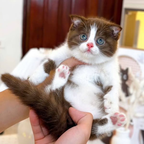 Scottish Fold