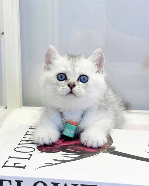 British Shorthair