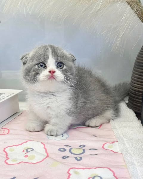 Munchkin Fold