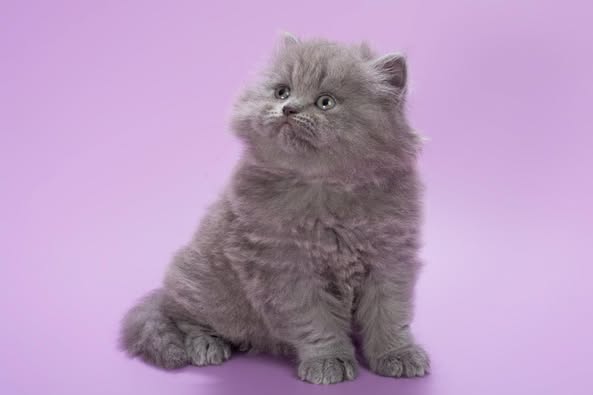 British Longhair