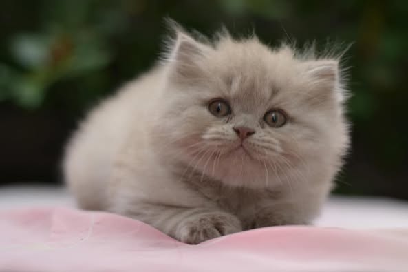 British Longhair