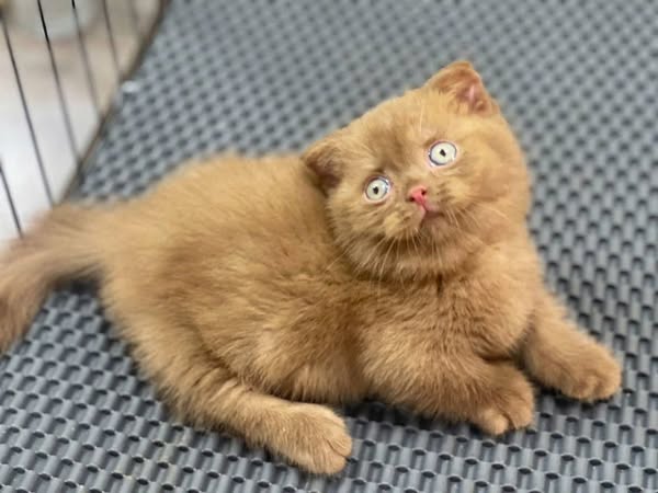 Munchkin Fold