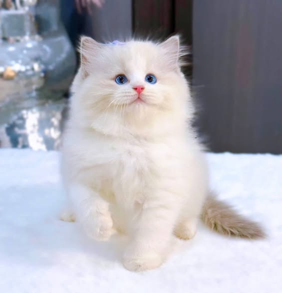 Ragdoll