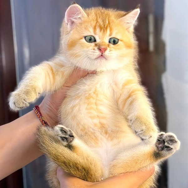 British Shorthair