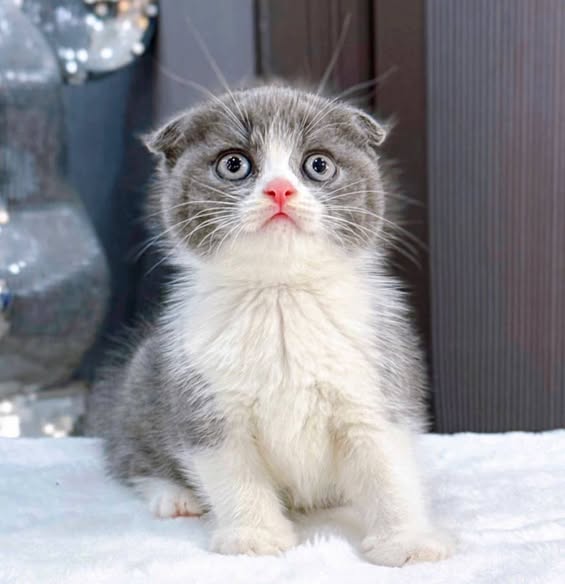 Scottish Fold