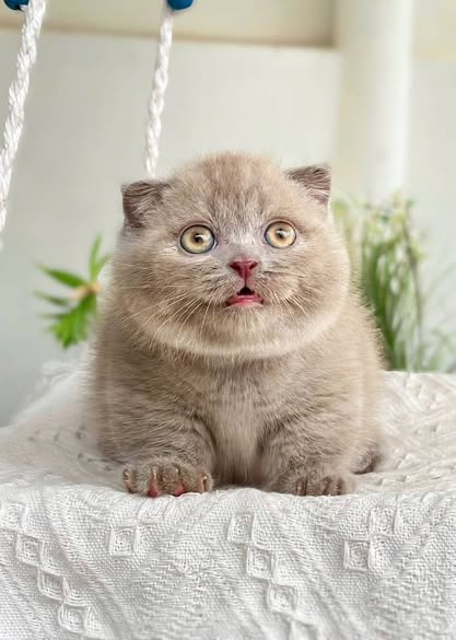 Munchkin Fold