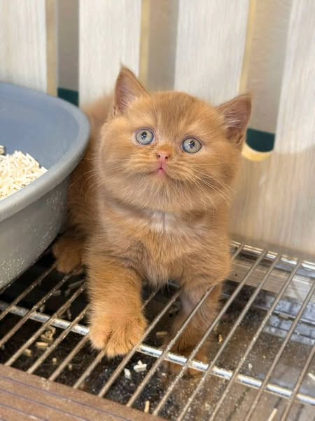 British Shorthair