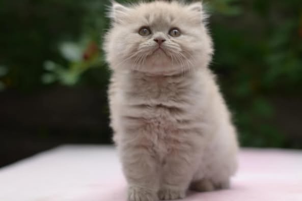 British Longhair