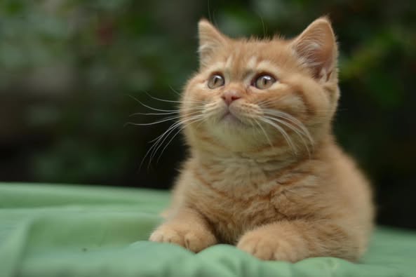 British Shorthair