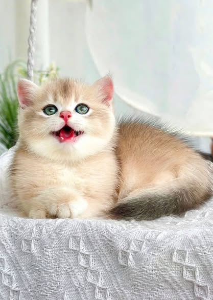British Shorthair