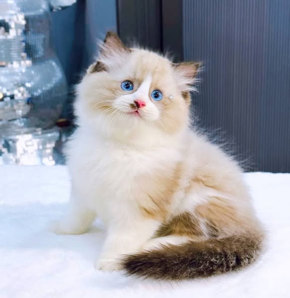 Ragdoll