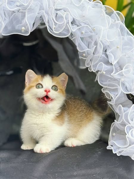 Munchkin