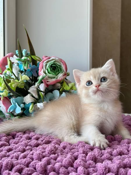 British Shorthair