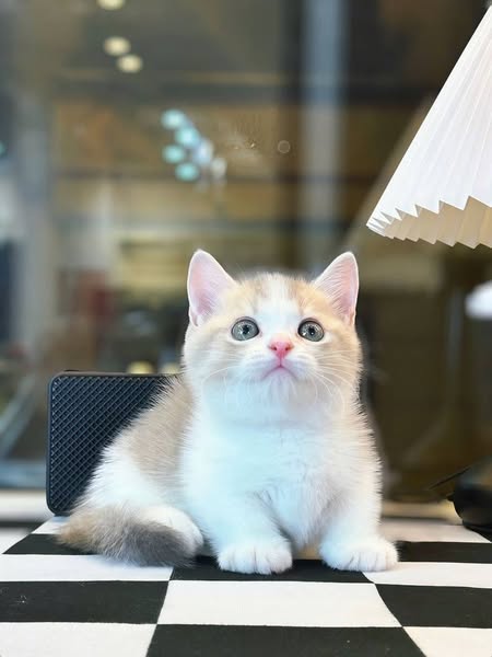 Munchkin