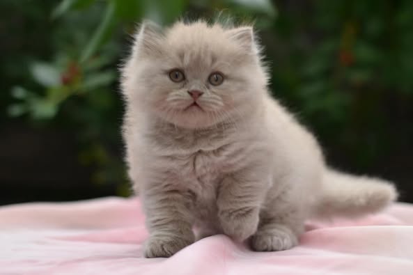 British Longhair