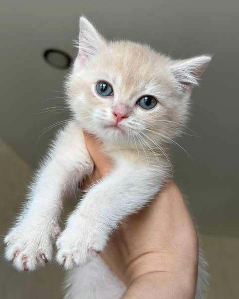 British Shorthair